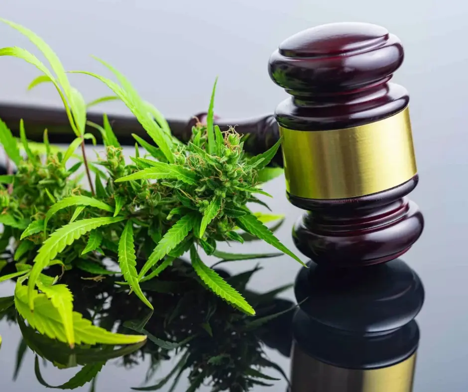 Legal Marijuana States: A Guide to Where Cannabis Is Legal